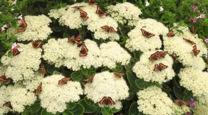 Tens of small tortoiseshell on sedum