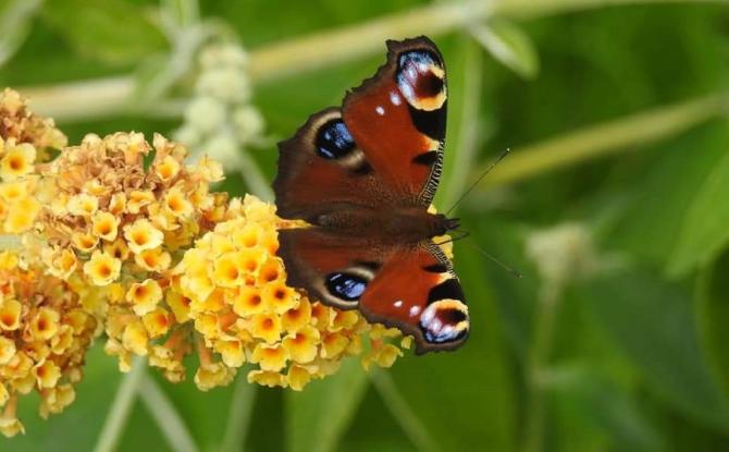 Peacock on orange buddleja